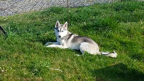 Kaya a rejoint le concours — aidez-le/la à gagner de superbes lots ! canis, carnivore, dog_breed, event, grass, grassland, groundcover, plant, sled_dog, tail, terrestrial_animal, wolf, working_dog