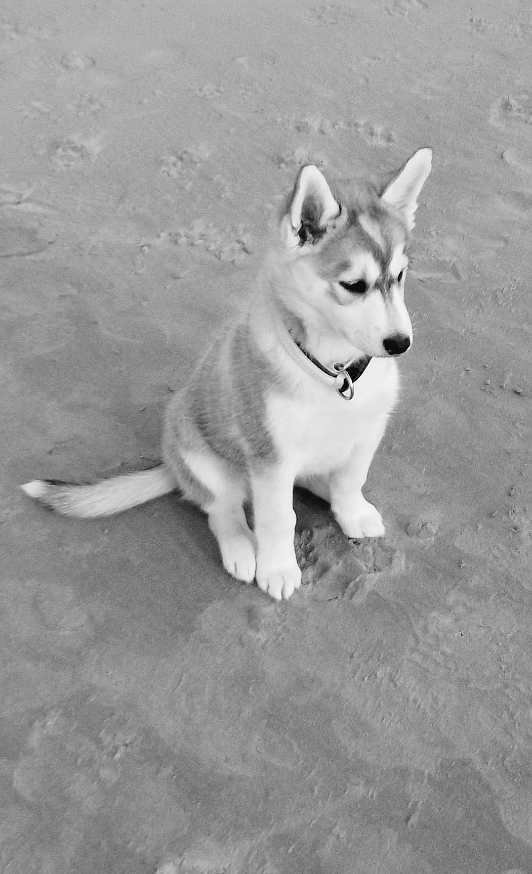 Kaya