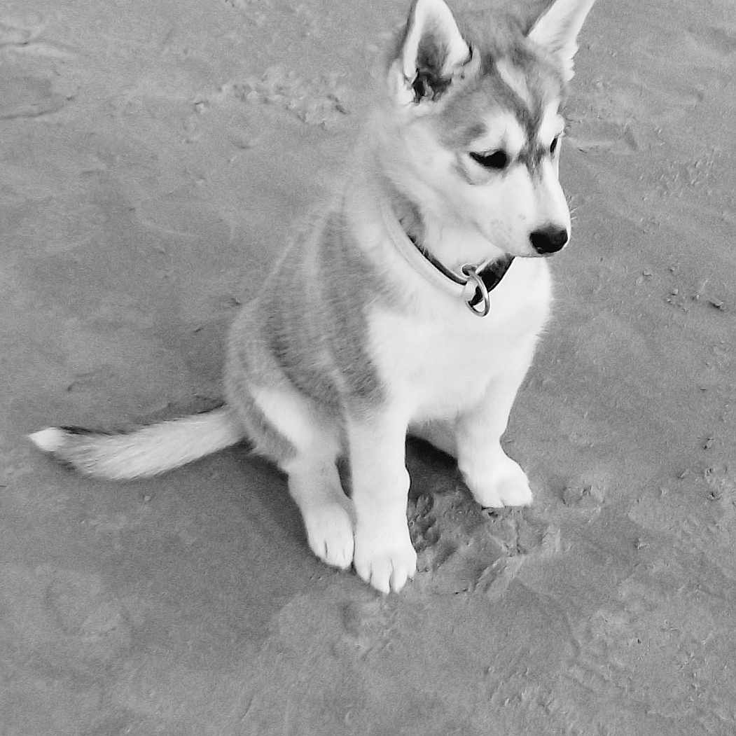 Kaya