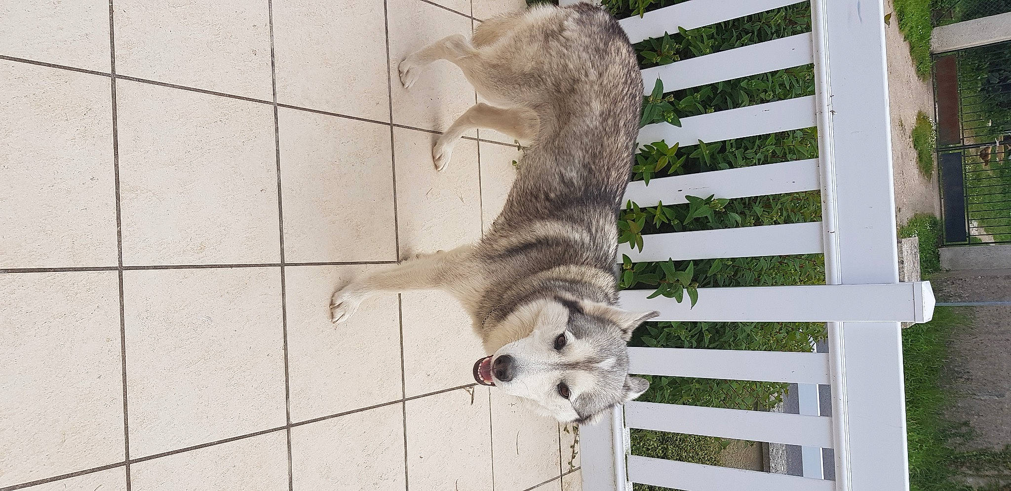 Kaya participe au concours pour gagner de l'argent avec cette photo : ancient_dog_breeds, canidae, carnivore, dog, dog_breed, fawn, felidae, fur, marsupial, plant, small_to_medium_sized_cats, sporting_group, tail, terrestrial_animal, tree, wildlife, zoo