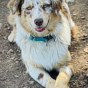 River joined the competition — help win amazing prizes! dog, australian_shepherd, heterochromia, blue_eye, brown_eye, fur, fluffy, collar, outdoor, dirt, rocks, paws_crossed, portrait, close_up, tongue_out, smiling, pet, animal, friendly, canine