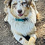 dog, australian_shepherd, heterochromia, blue_eye, brown_eye, fur, fluffy, collar, outdoor, dirt, rocks, paws_crossed, portrait, close_up, tongue_out, smiling, pet, animal, friendly, canine
