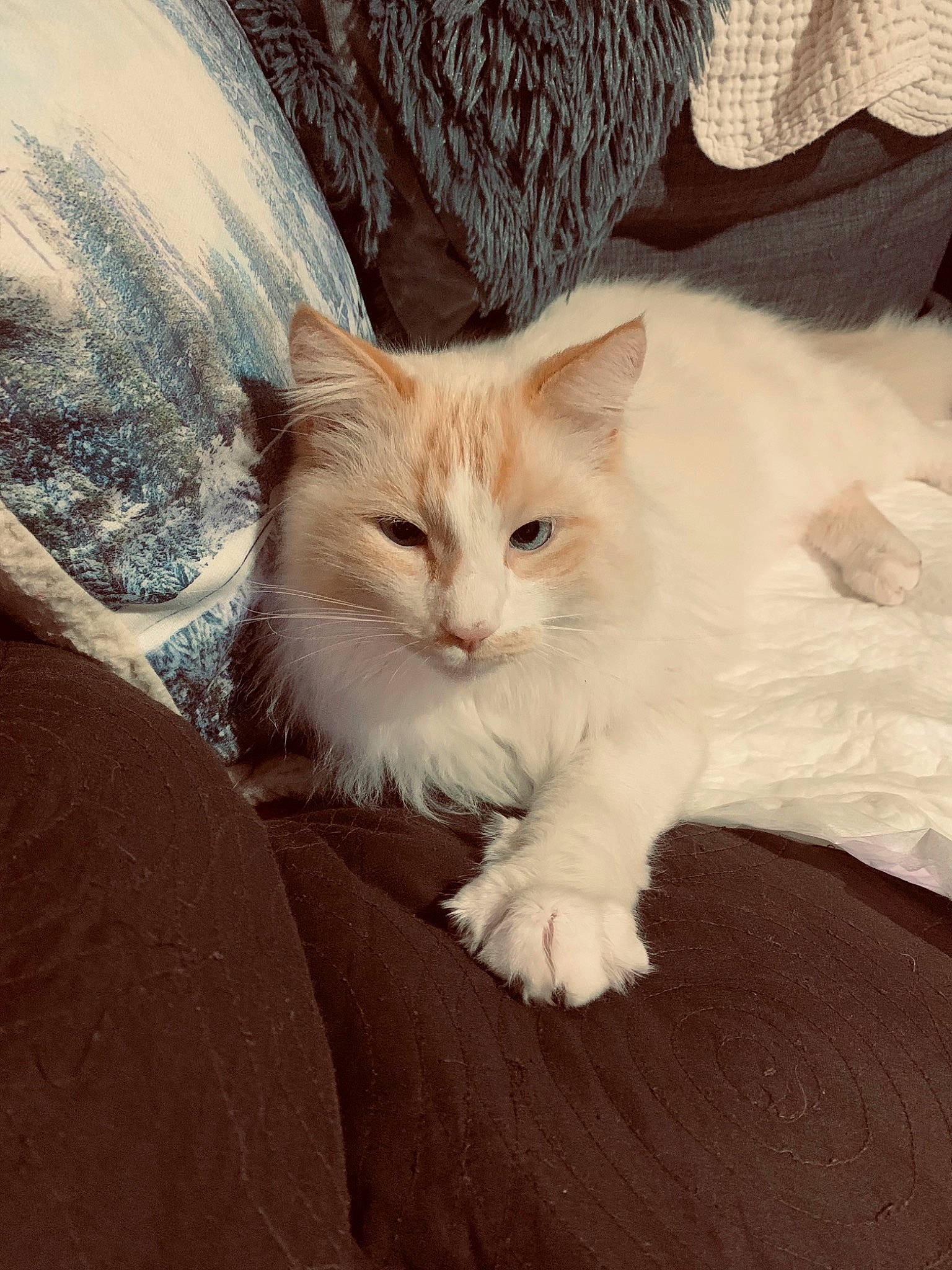 Oslo. a rejoint le concours — aidez-le/la à gagner de superbes lots ! bed, carnivore, cat, claw, comfort, domestic_short_haired_cat, eye, fawn, felidae, fur, hair, hardwood, lap, paw, sitting, small_to_medium_sized_cats, snout, tail, whiskers, wood