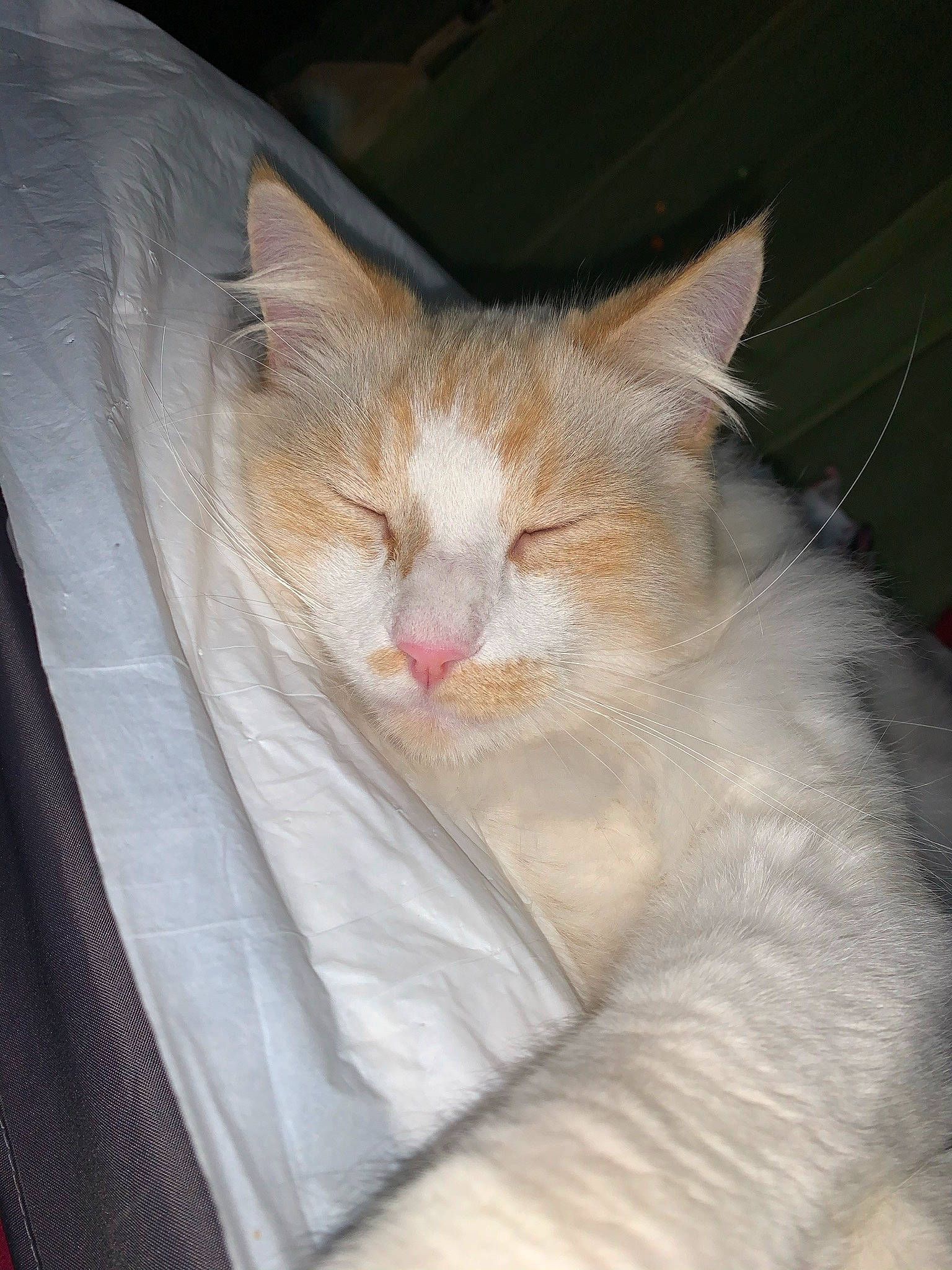 Oslo. a rejoint le concours — aidez-le/la à gagner de superbes lots ! carnivore, cat, claw, comfort, couch, domestic_short_haired_cat, eye, fawn, felidae, fur, head, linens, nap, paw, sitting, sleep, small_to_medium_sized_cats, snout, tail, whiskers