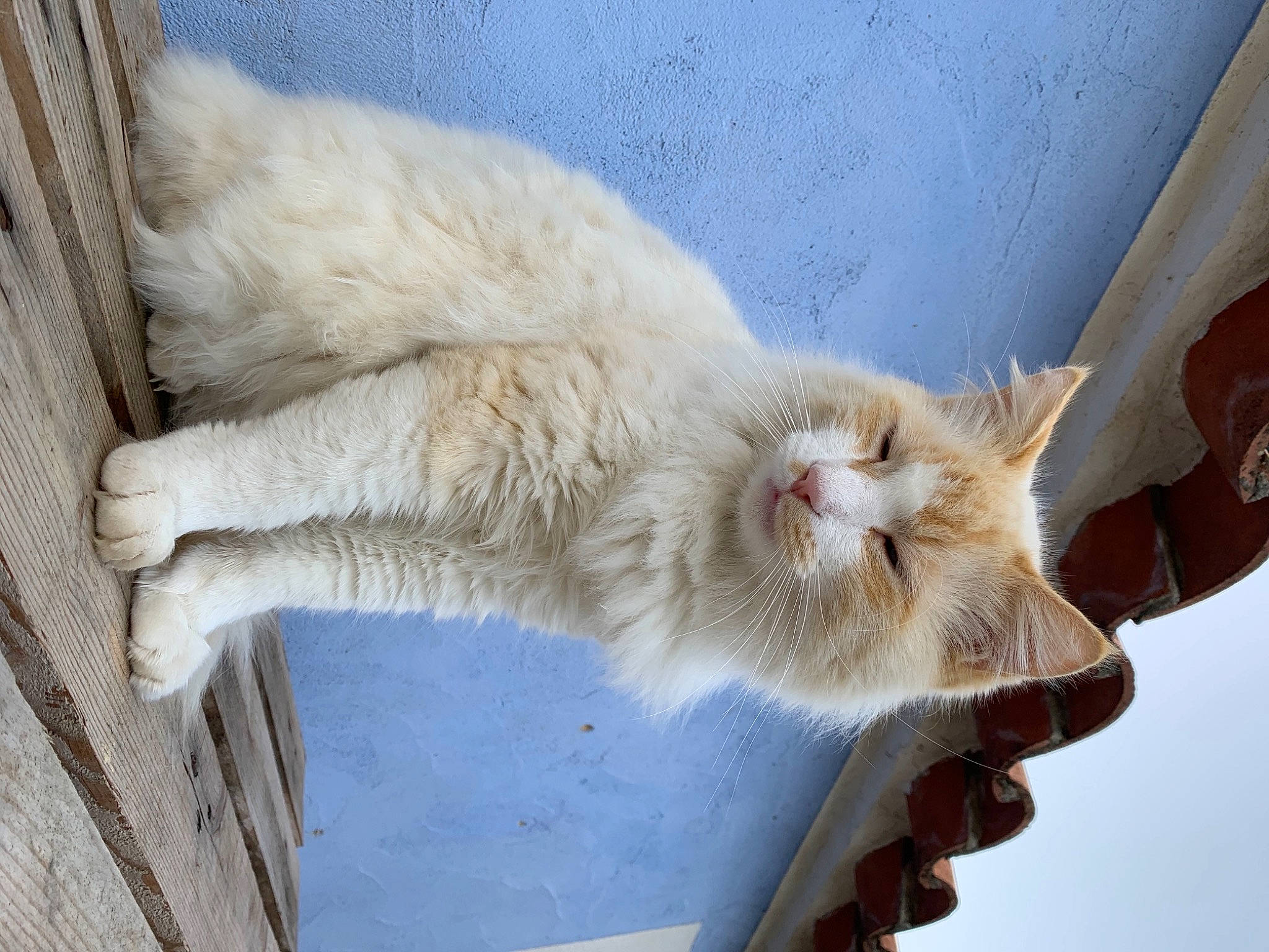 Oslo. a rejoint le concours — aidez-le/la à gagner de superbes lots ! carnivore, cat, claw, domestic_short_haired_cat, fawn, felidae, fur, paw, small_to_medium_sized_cats, snout, tail, whiskers, window, wood