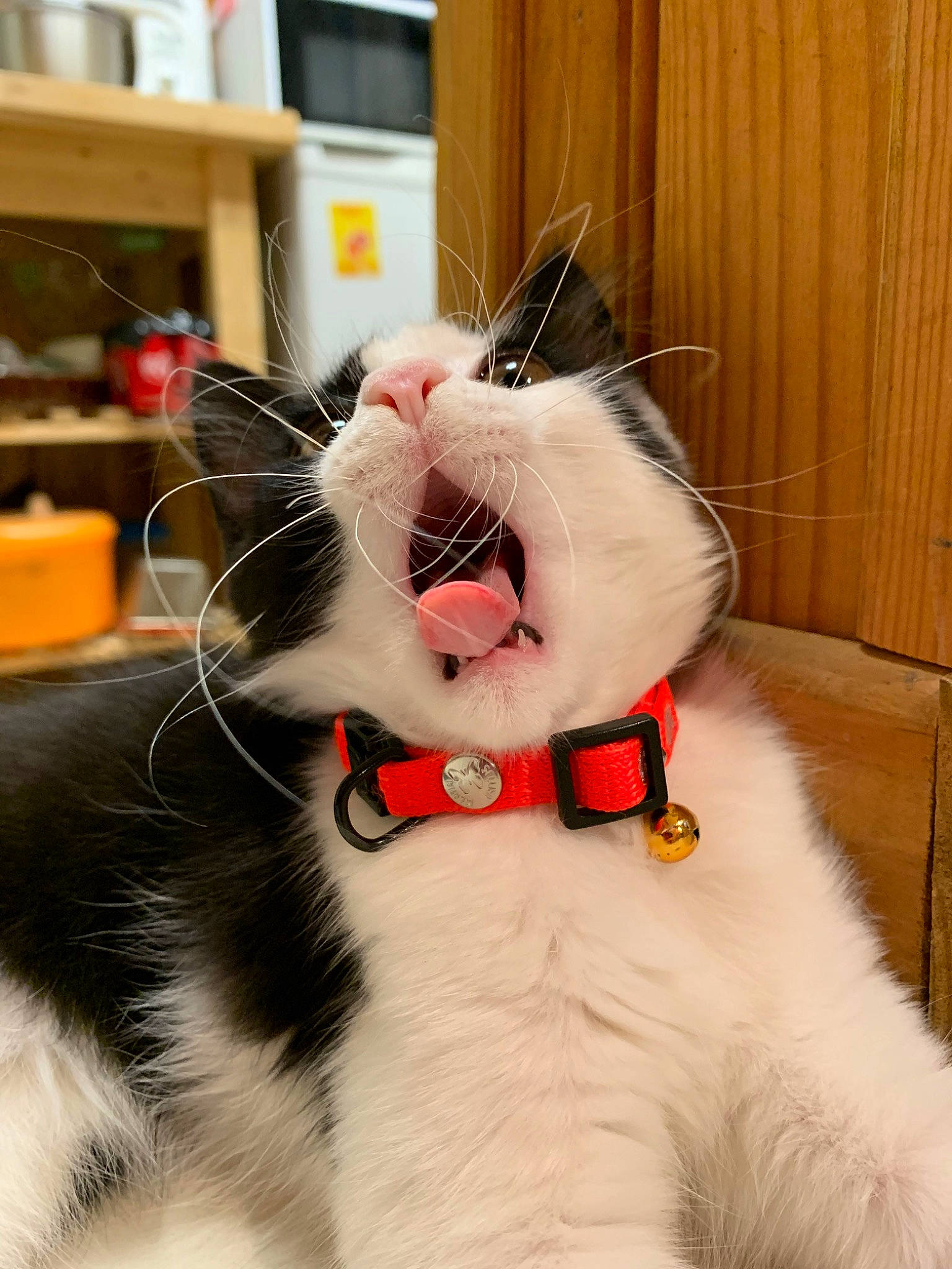 Pablo. participe au concours pour gagner de l'argent avec cette photo : asian, bow_tie, carnivore, cat, collar, domestic_short_haired_cat, ear, facial_expression, felidae, fur, japanese_bobtail, nose, paw, small_to_medium_sized_cats, snout, tail, whiskers, yawn