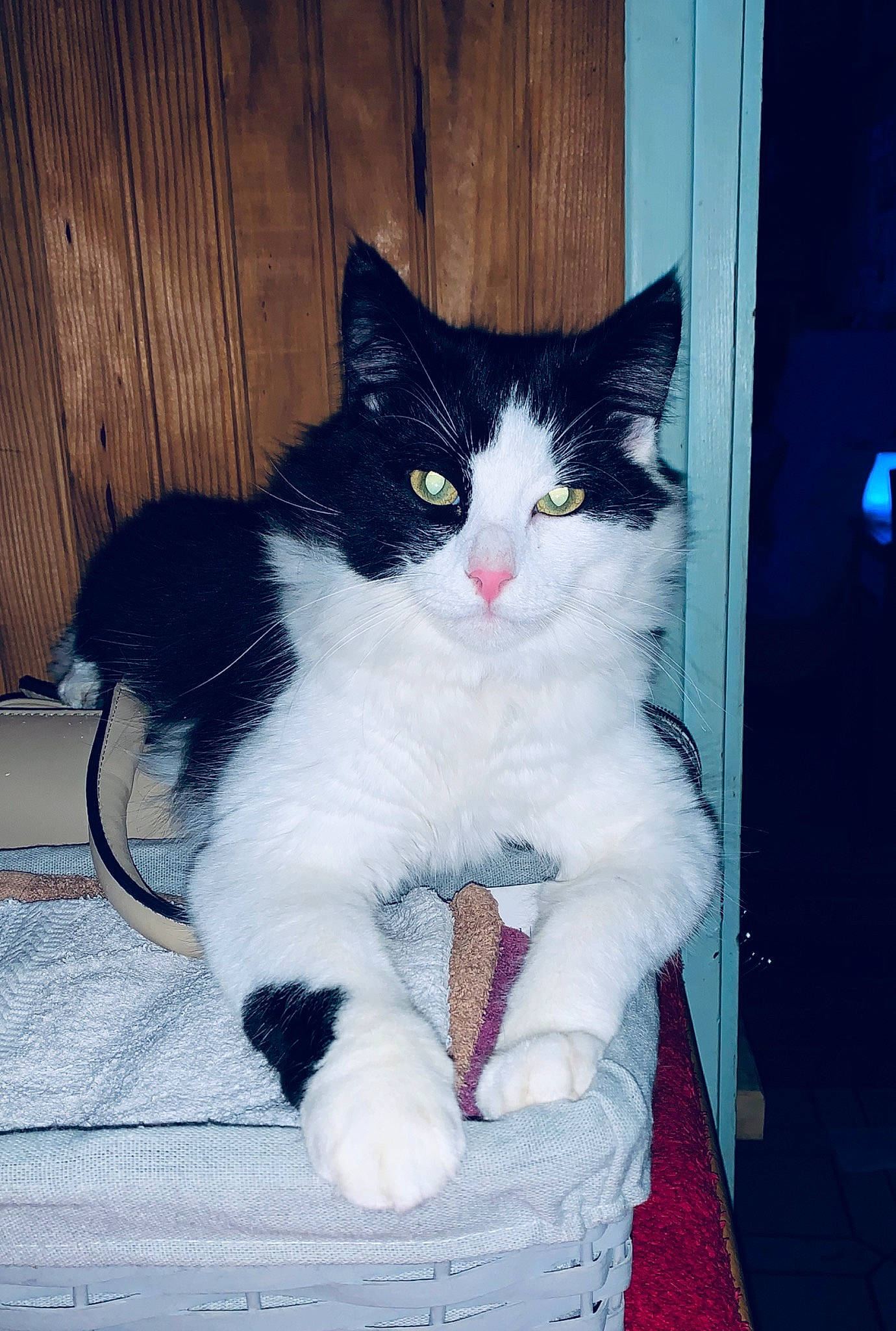 Pablo. a rejoint le concours — aidez-le/la à gagner de superbes lots ! aegean_cat, black_and_white, black_cat, carnivore, cat, domestic_short_haired_cat, ear, european_shorthair, eye, felidae, fur, kitten, mammal, norwegian_forest_cat, polydactyl_cat, small_to_medium_sized_cats, turkish_angora, whiskers