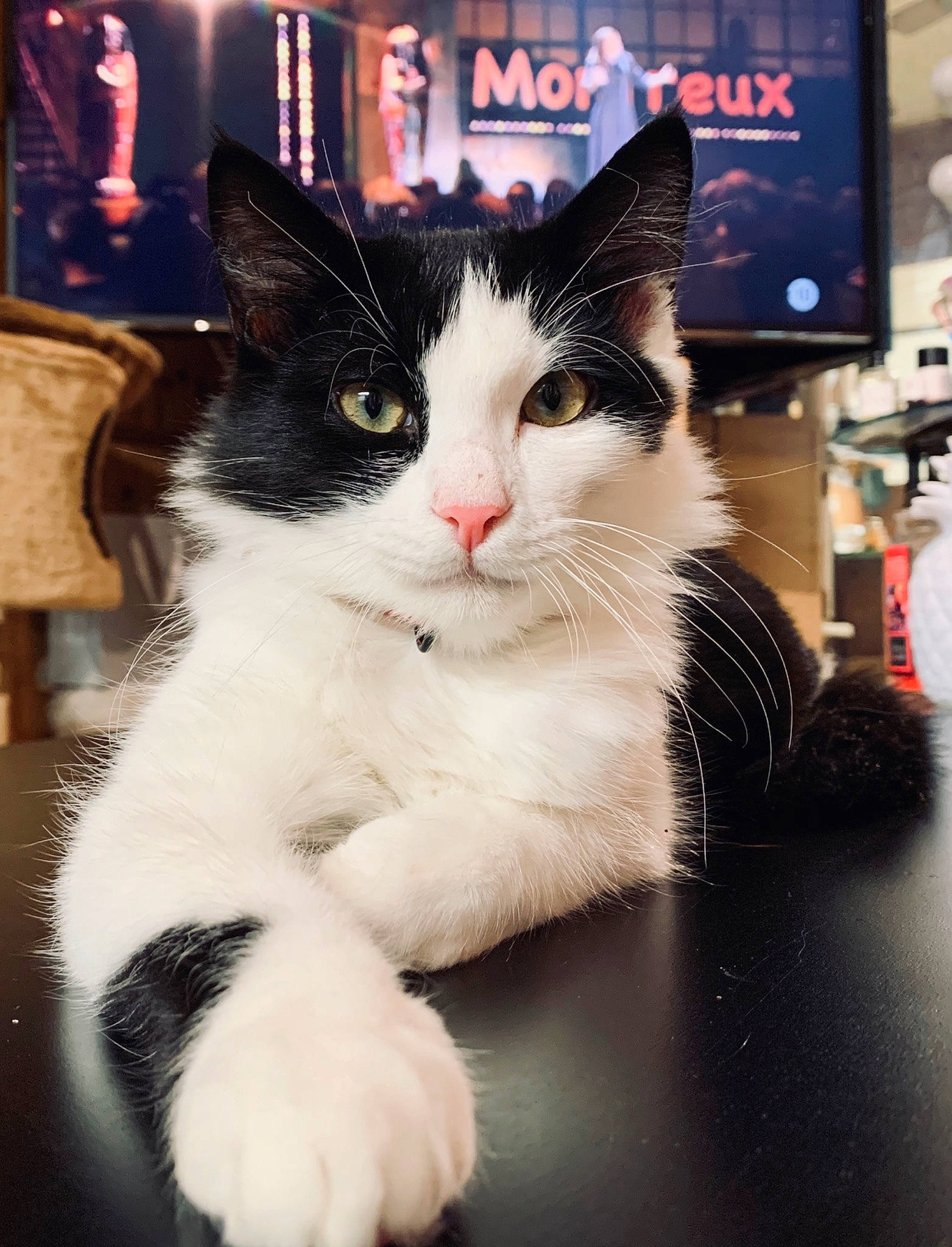 Pablo. participe au concours pour gagner de l'argent avec cette photo : aegean_cat, american_wirehair, black_and_white, carnivore, cat, domestic_short_haired_cat, european_shorthair, felidae, fur, japanese_bobtail, kitten, paw, polydactyl_cat, small_to_medium_sized_cats, snout, whiskers