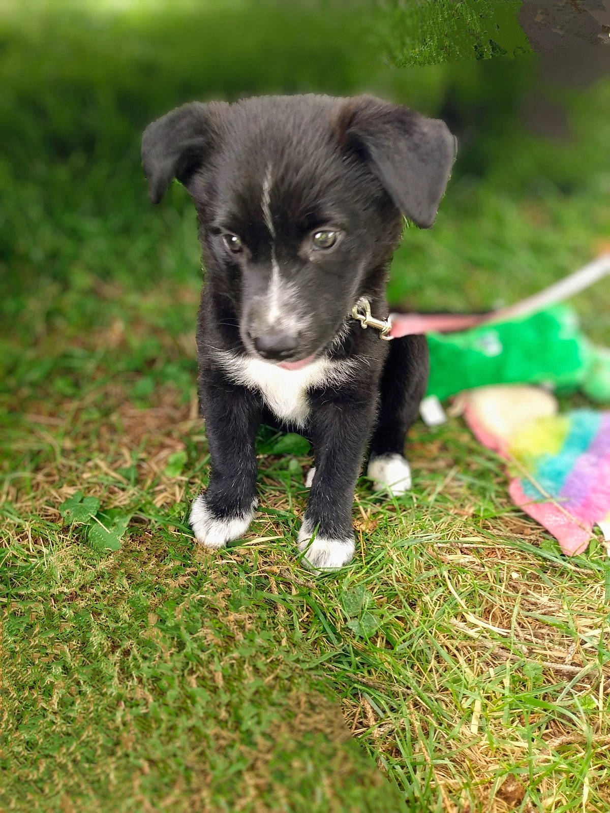 Duck joined the competition — help win amazing prizes! borador, border_collie, canidae, carnivore, companion_dog, dog, dog_breed, fur, grass, grassland, groundcover, herding_dog, plant, puppy, snout, sporting_group, tail, terrestrial_animal, working_animal, working_dog