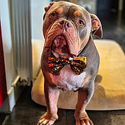 Rambo participe au concours pour gagner de l'argent avec cette photo : animal, bow_tie, brown, companion, cute, decor, dog, domestic, expression, face, floor, furniture, indoor, looking_up, paws, pet, portrait, sequin, tile, white