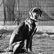 Mambo participe au concours pour gagner de l'argent avec cette photo : dog, black_dog, sitting, outdoor, garden, fence, grass, mound, alert, collar, pet, animal, monochrome, black_and_white, nature, canine, portrait, serious, ground, sunlight