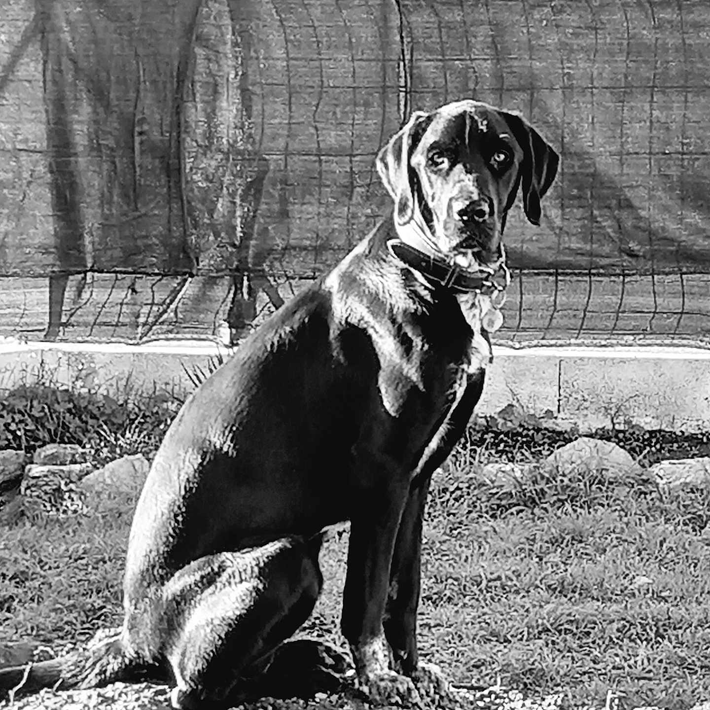 Mambo participe au concours pour gagner de l'argent avec cette photo : dog, black_dog, sitting, outdoor, garden, fence, grass, mound, alert, collar, pet, animal, monochrome, black_and_white, nature, canine, portrait, serious, ground, sunlight
