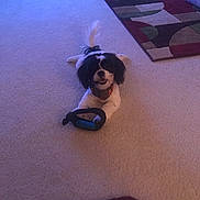 Lucy is registered to the contest to win money with this photo: dog, carpet, toy, indoor, bandana, black_and_white, pet, couch, rug, floor, playful, animal, friendly, paws, lying_down, home, living_room, fur, canine, domestic