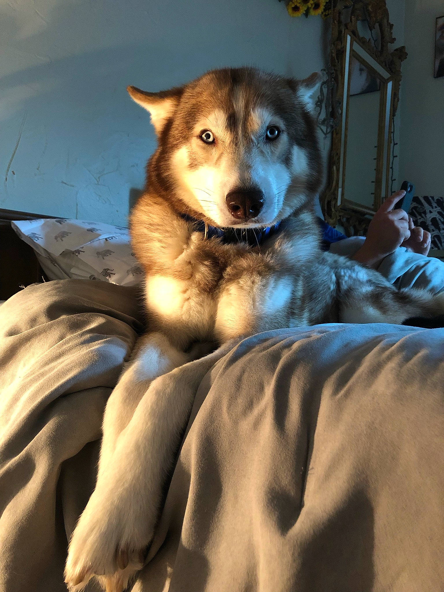 Kilo is registered to the contest to win money with this photo: art, canidae, carnivore, comfort, companion_dog, dog, dog_breed, fawn, fur, jaw, linens, paw, picture_frame, sled_dog, small_to_medium_sized_cats, snout, sporting_group, whiskers, wildlife, working_dog