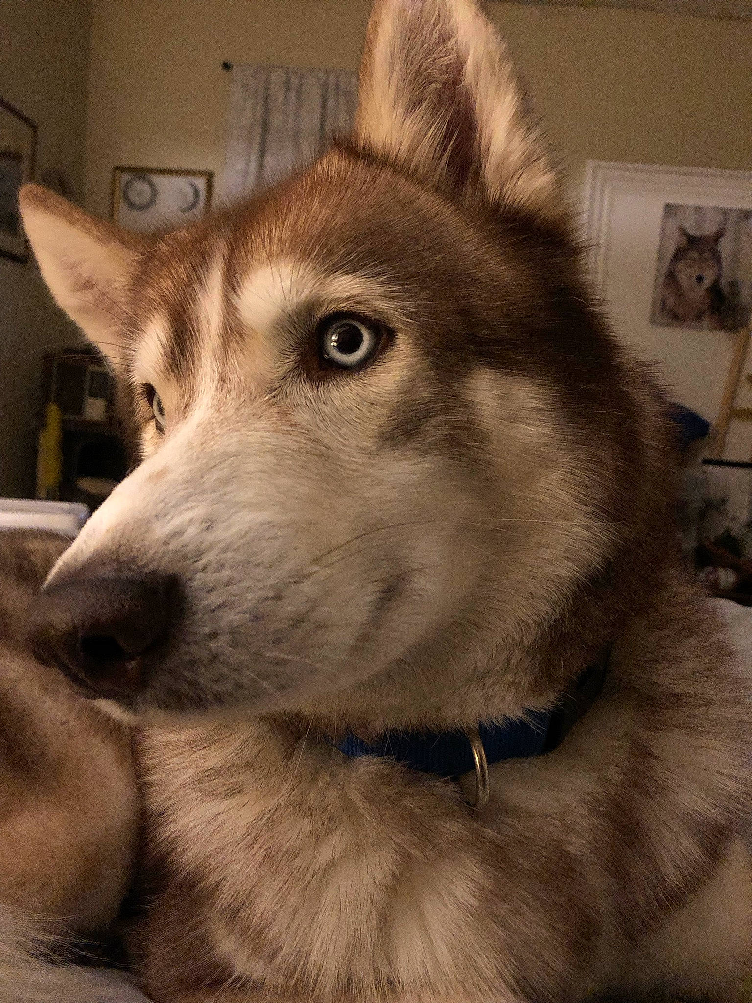 Kilo is registered to the contest to win money with this photo: canidae, canis, carnivore, companion_dog, dog, dog_breed, east_european_shepherd, fur, fur_clothing, jaw, siberian_husky, sled_dog, snout, sporting_group, terrestrial_animal, whiskers, wildlife, wolf, working_animal, working_dog