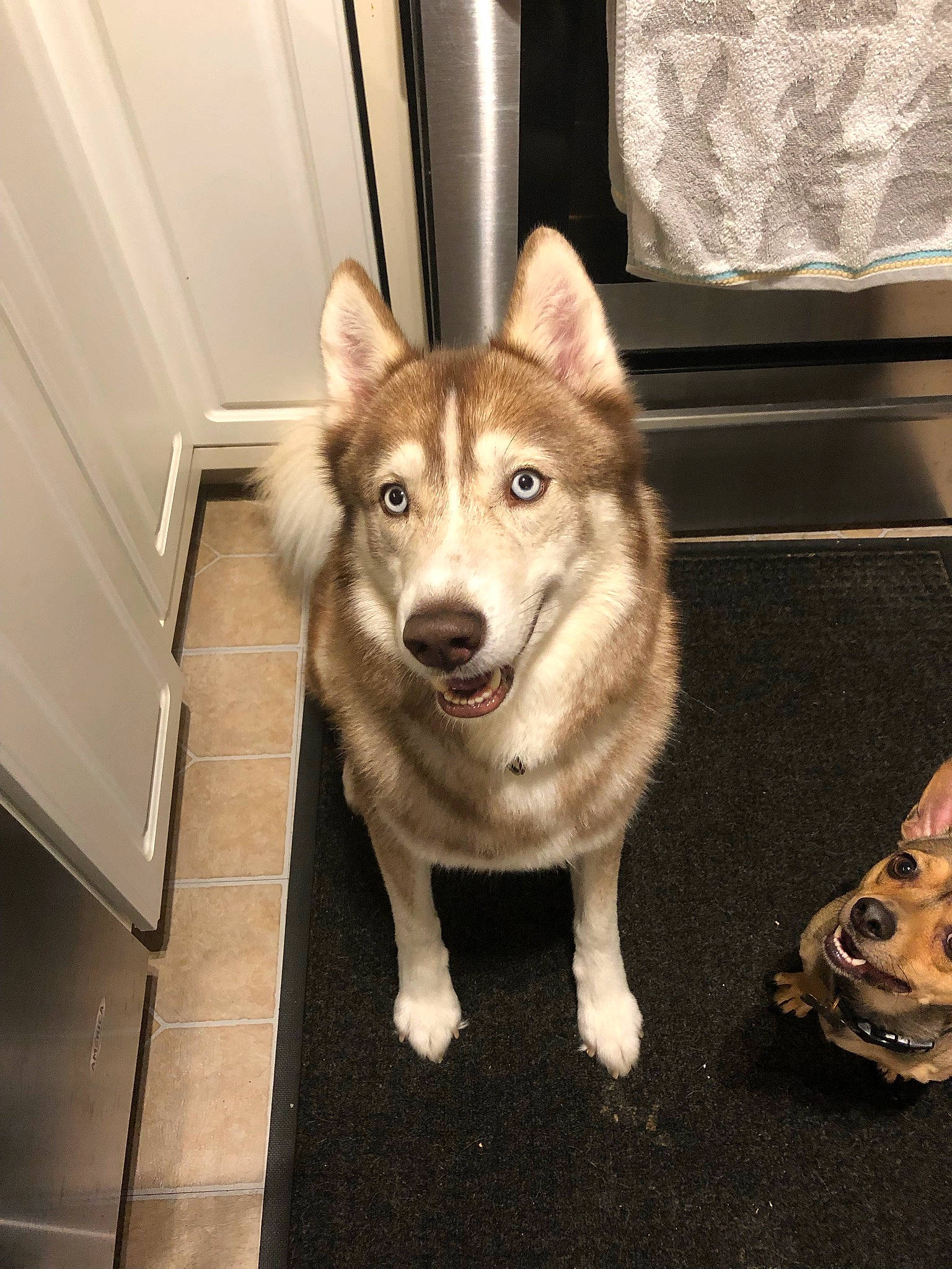 Kilo is registered to the contest to win money with this photo: ancient_dog_breeds, canidae, canis, carnivore, companion_dog, dog, dog_breed, door, fawn, flooring, fur, sled_dog, snout, sporting_group, tail, whiskers, wolf, wood, working_animal, working_dog