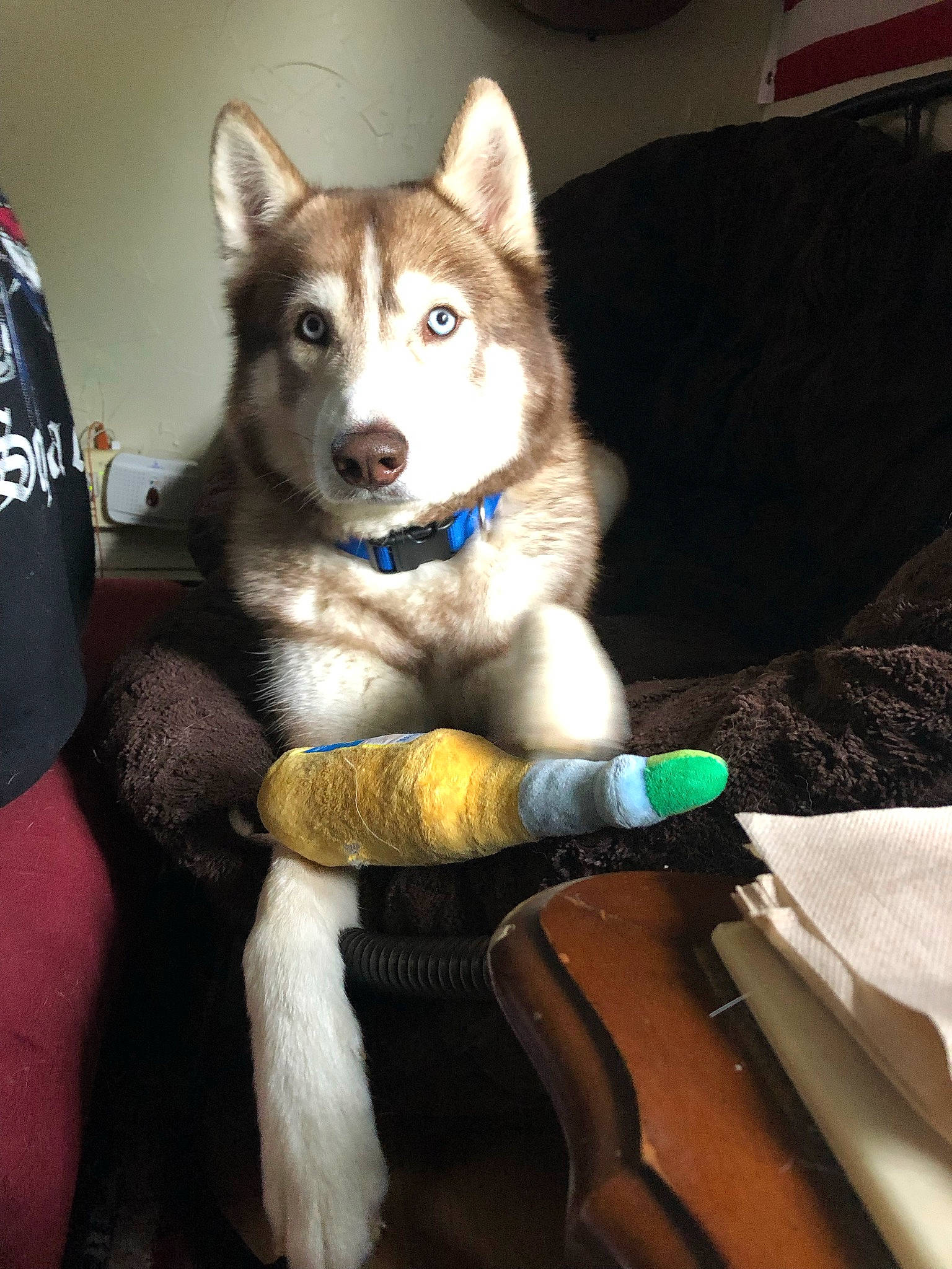 Kilo is registered to the contest to win money with this photo: art, canidae, canis, carnivore, comfort, companion_dog, dog, dog_breed, fur, non_sporting_group, sitting, sled_dog, tail, terrestrial_animal, whiskers, windshield, wolf, working_dog