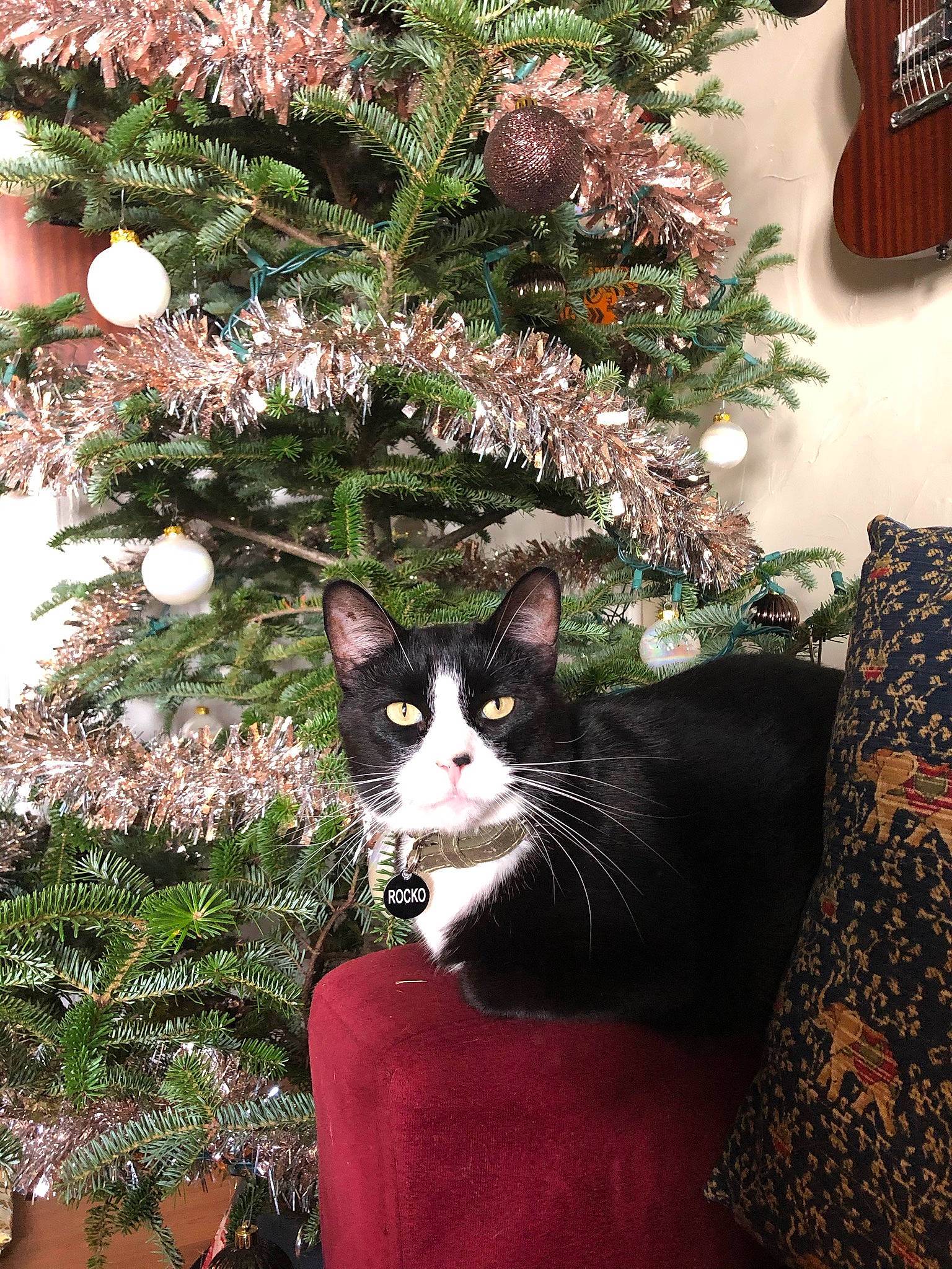 Rocko joined the competition — help win amazing prizes! carnivore, cat, christmas, christmas_decoration, christmas_eve, christmas_ornament, christmas_tree, conifer, event, felidae, grass, holiday, holiday_ornament, houseplant, ornament, plant, small_to_medium_sized_cats, tail, tree, whiskers