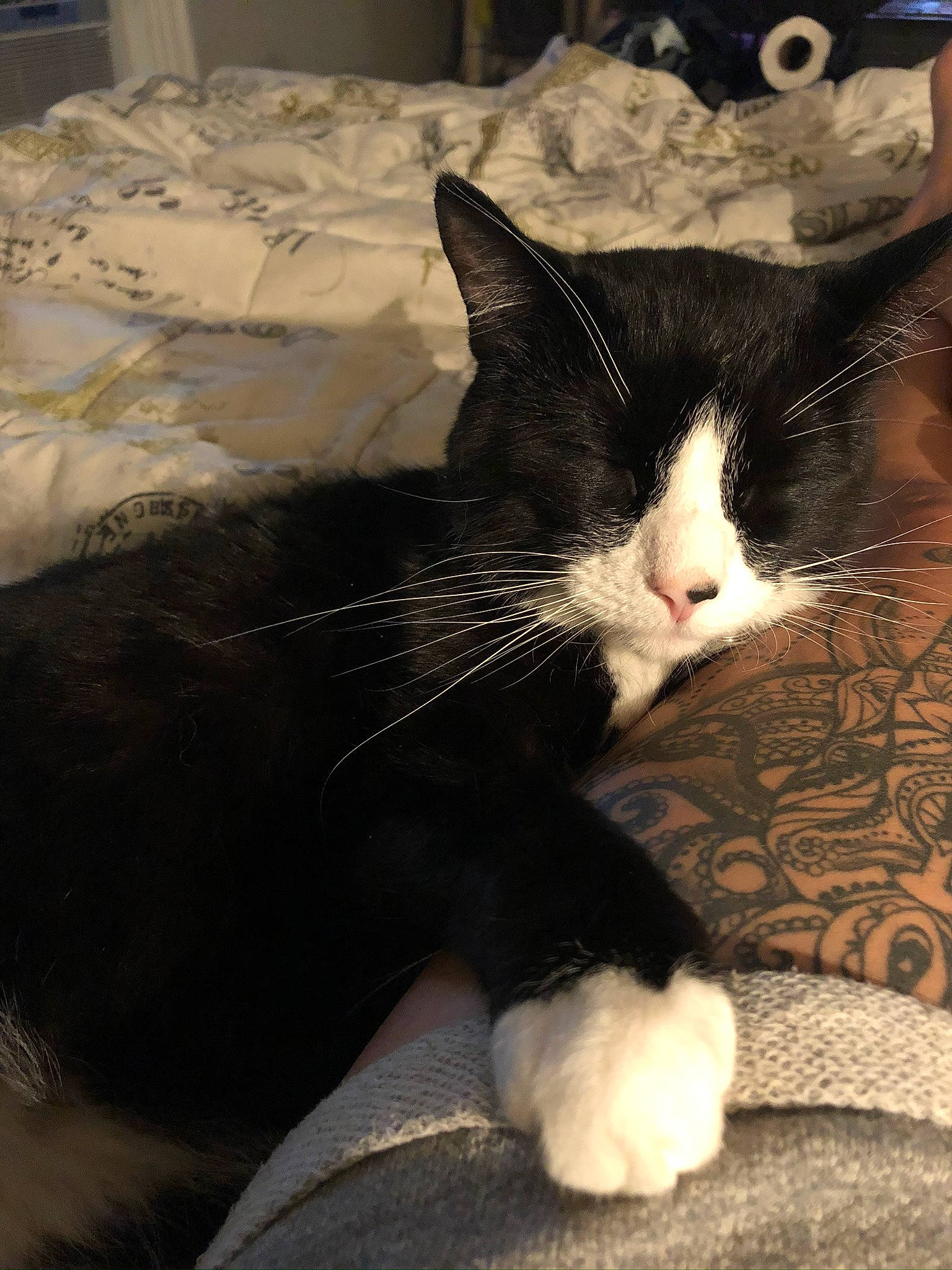 Rocko is registered to the contest to win money with this photo: bedding, black_cat, carnivore, cat, claw, comfort, domestic_short_haired_cat, felidae, flooring, foot, fur, human_leg, linens, nap, paw, sleep, small_to_medium_sized_cats, snout, tail, whiskers