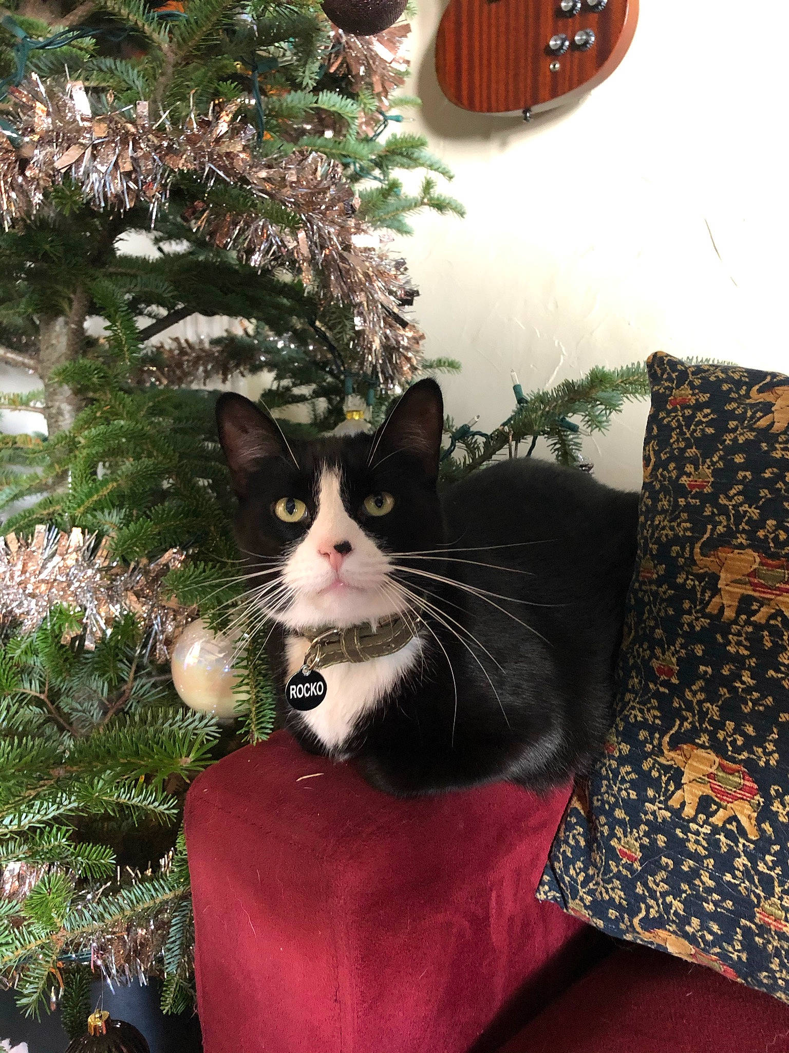 Rocko is registered to the contest to win money with this photo: carnivore, cat, christmas_decoration, christmas_ornament, christmas_tree, event, felidae, grass, holiday, holiday_ornament, light, ornament, plant, small_to_medium_sized_cats, snout, tail, tints_and_shades, tree, whiskers, window