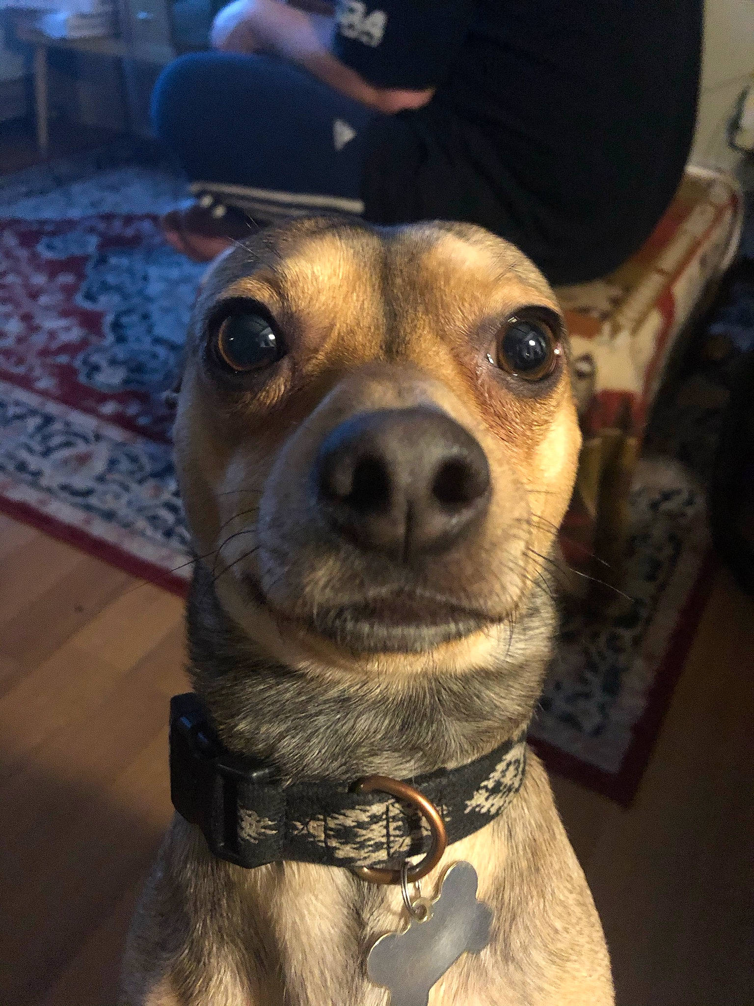 Zorro joined the competition — help win amazing prizes! canidae, carnivore, collar, companion_dog, dog, dog_breed, dog_collar, ear, fashion_accessory, fawn, fur, guard_dog, jaw, leash, pet_supply, selfie, snout, sporting_group, whiskers, working_animal