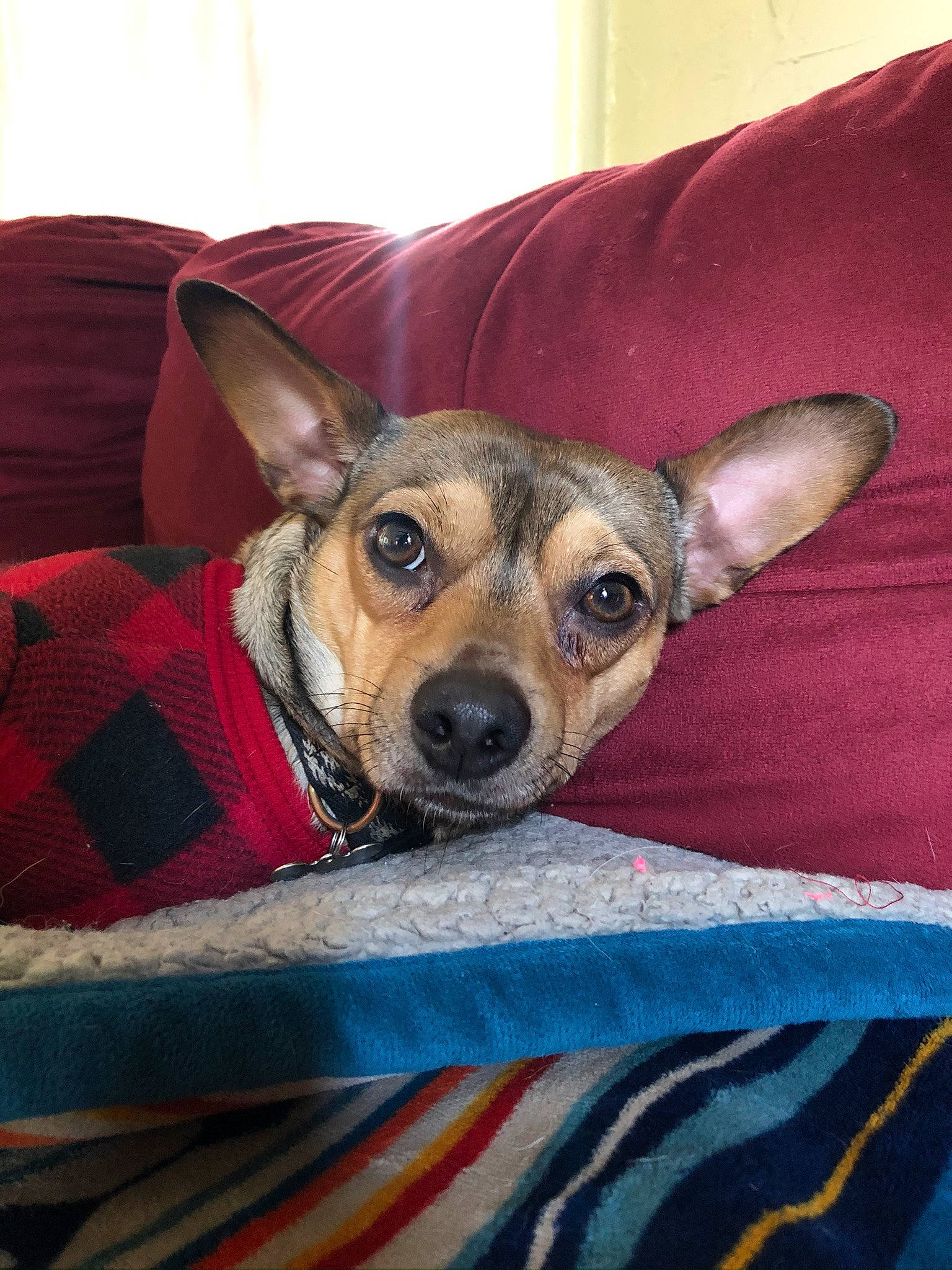 Zorro joined the competition — help win amazing prizes! bed, canidae, carnivore, comfort, companion_dog, couch, dog, dog_breed, ear, fawn, fur, linens, nap, pattern, snout, sporting_group, tartan, toy_dog, whiskers, working_animal