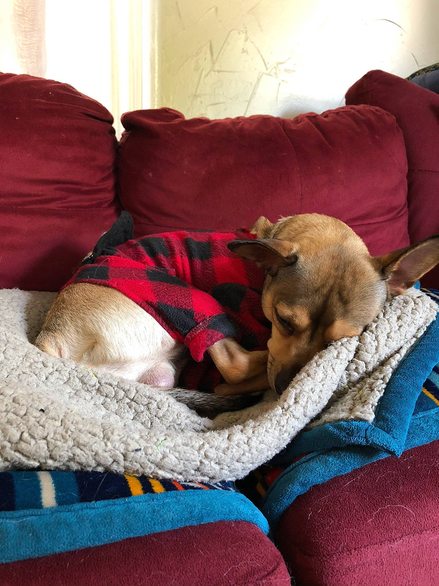 Zorro is registered to the contest to win money with this photo: bedding, bedtime, carnivore, comfort, companion_dog, couch, dog, dog_breed, fawn, felidae, flooring, fur, linens, mammal, nap, room, small_to_medium_sized_cats, sporting_group, tail, wood