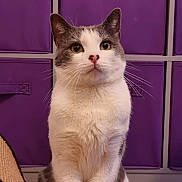 Monty is registered to the contest to win money with this photo: cat, white_cat, gray_cat, pet, animal, indoor, purple_background, storage_cubes, feline, whiskers, ears, sitting, cute, domestic_cat, fur, nose, eyes, portrait, looking_up, household