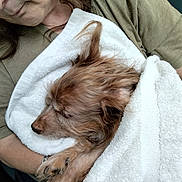 Grizzley joined the competition — help win amazing prizes! dog, small_dog, sleeping_dog, white_towel, person, partial_face, senior_person, glasses, arm, hand, paw, fur, cozy, cuddling, green_shirt, indoor, portrait, close_up, nap, resting
