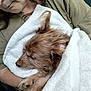 dog, small_dog, sleeping_dog, white_towel, person, partial_face, senior_person, glasses, arm, hand, paw, fur, cozy, cuddling, green_shirt, indoor, portrait, close_up, nap, resting