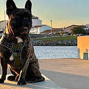Sky participe au concours pour gagner de l'argent avec cette photo : animal, brindle, building, calm, concrete, daylight, dog, french_bulldog, golden_hour, harness, leisure, nature, outdoor, pet, residential, shadow, sitting, sky, sunset, water