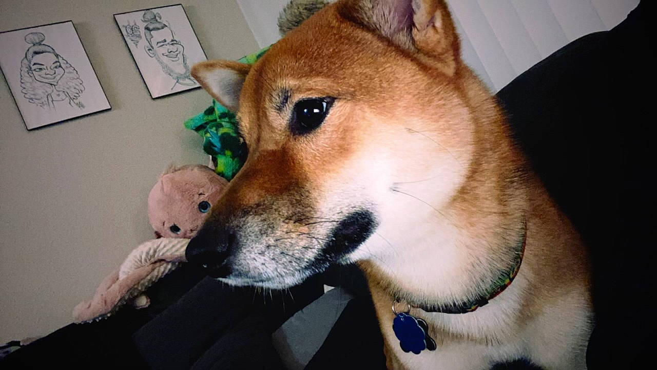 Marley joined the competition — help win amazing prizes! canidae, cardigan_welsh_corgi, carnivore, collar, companion_dog, dog, dog_breed, dog_supply, fawn, fur, jaw, leash, picture_frame, snout, spitz, sporting_group, tail, welsh_corgi, whiskers, working_dog