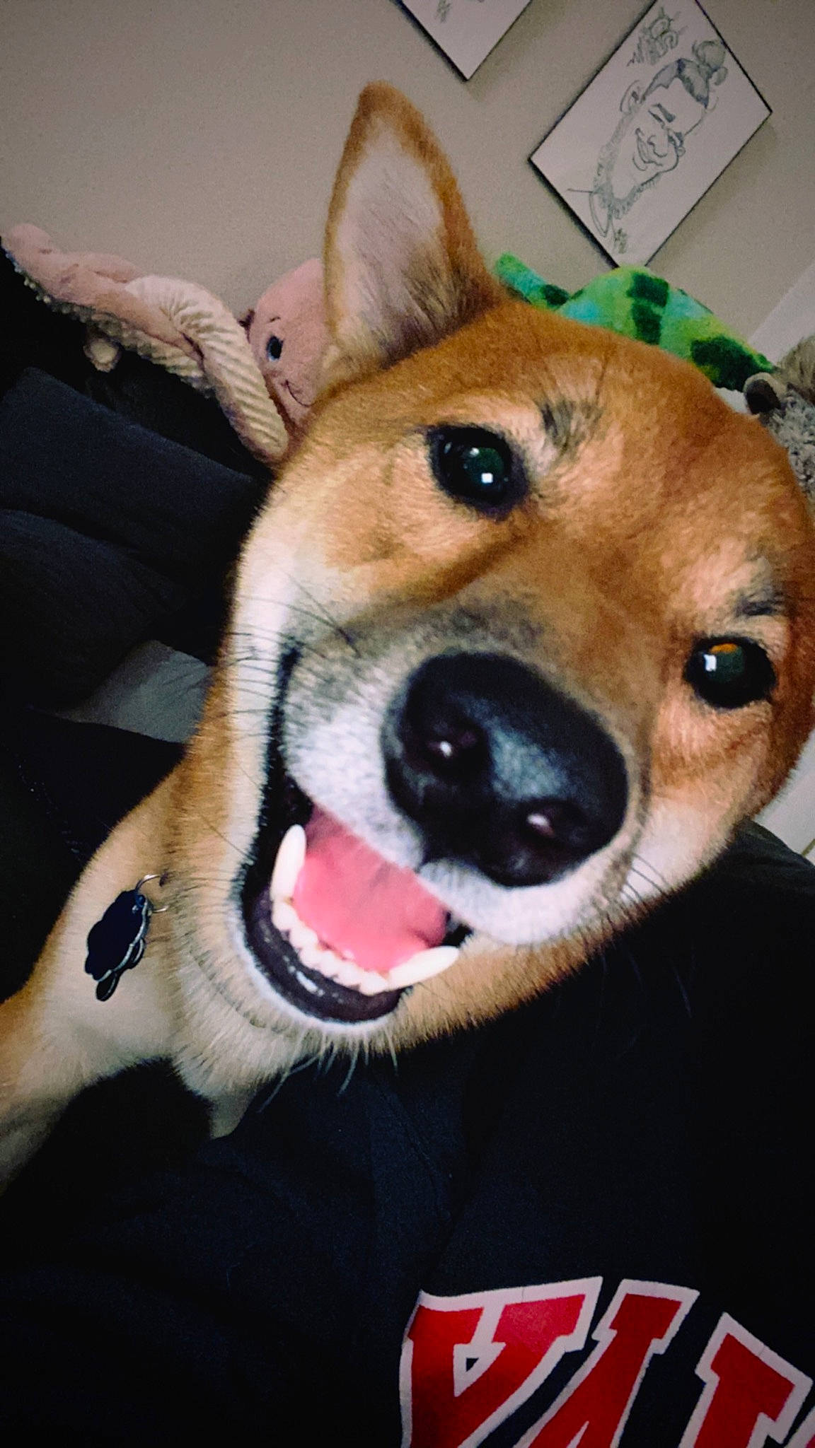 Marley is registered to the contest to win money with this photo: canidae, carnivore, collar, comfort, companion_dog, dog, dog_bed, dog_breed, dog_collar, dog_supply, ear, fang, fawn, fur, jaw, paw, smile, snout, sporting_group, whiskers