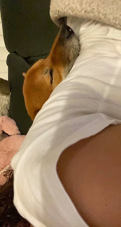 Marley joined the competition — help win amazing prizes! abdomen, canidae, carnivore, comfort, companion_dog, dog, dog_breed, elbow, fawn, foot, fur, human_leg, knee, linens, paw, snout, terrestrial_animal, thigh, whiskers, wildlife