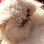 Pookie a rejoint le concours — aidez-le/la à gagner de superbes lots ! animal, cat, close_up, cute, eye, face, feline, fluffy, fur, green_eyes, indoor, mammal, pet, portrait, red_background, relaxed, soft, sunlight, whiskers, white_cat