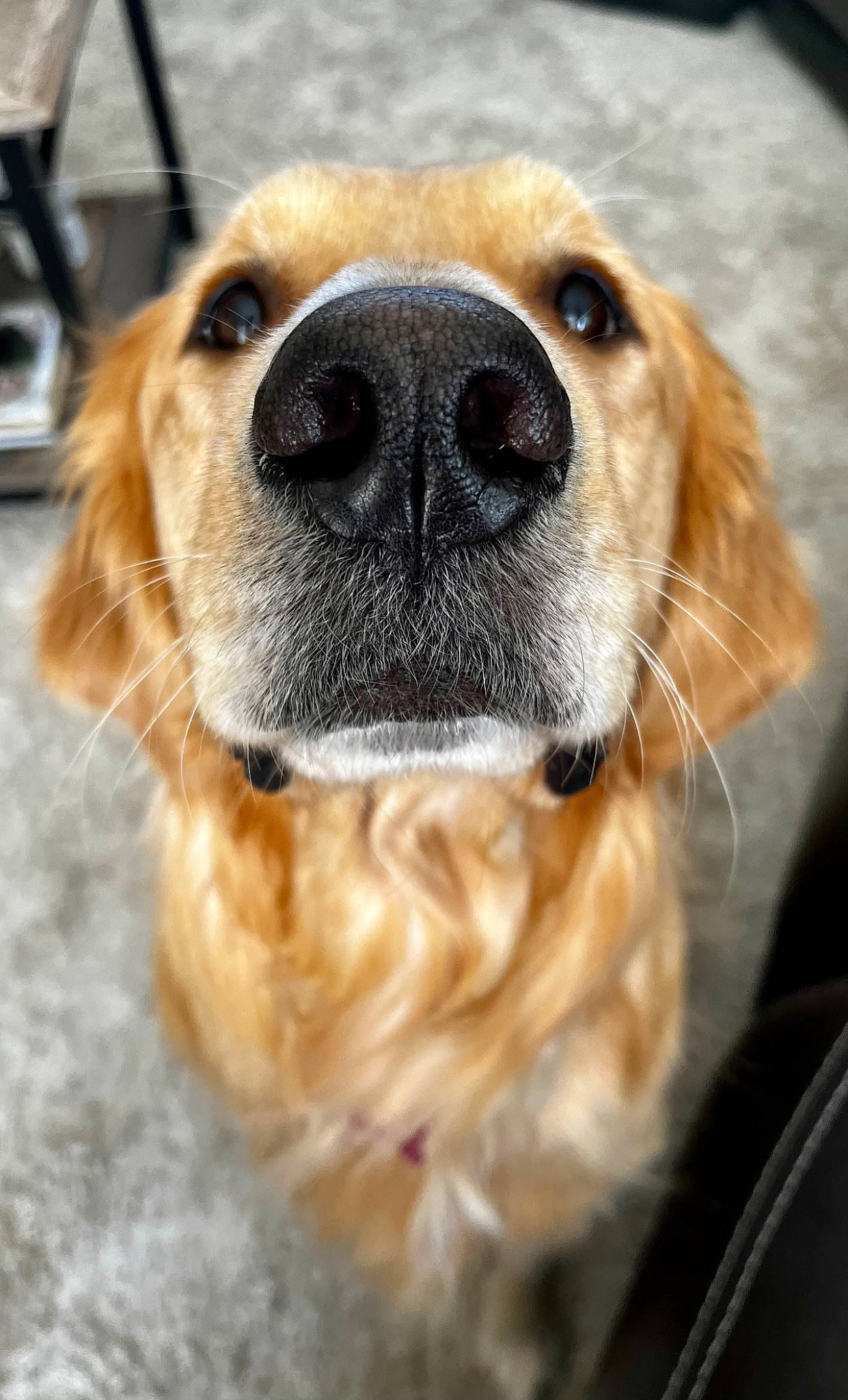 Mora is registered to the contest to win money with this photo: canidae, carnivore, collar, companion_dog, dog, dog_breed, dog_collar, eye, fawn, fur, iris, liver, paw, puppy, snout, sporting_group, whiskers, working_animal, working_dog