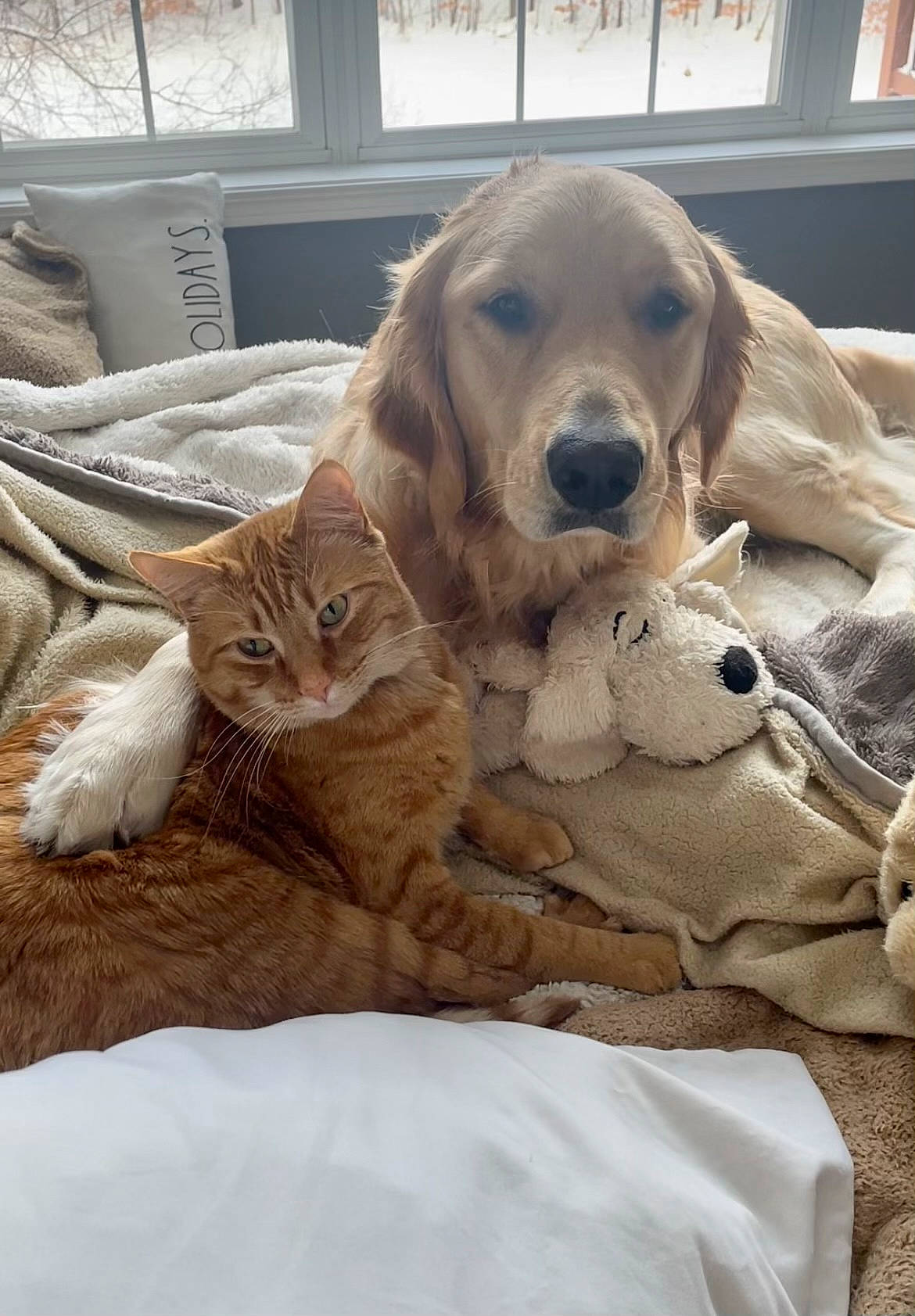 Mora joined the competition — help win amazing prizes! bed, bedding, carnivore, cat, comfort, companion_dog, dog, dog_breed, dog_collar, domestic_short_haired_cat, felidae, fur, linens, liver, paw, small_to_medium_sized_cats, sporting_group, whiskers, wood, working_animal