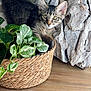 animal, basket, cat, curious, cute, decor, driftwood, eyes, feline, fluffy, fur, green_leaves, indoor, kitten, nature_indoor, pet, plant, texture, wooden_surface, young