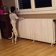 Oliver a rejoint le concours — aidez-le/la à gagner de superbes lots ! dance, fawn, floor, flooring, furniture, hardwood, interior_design, laminate_flooring, room, table, wood, wood_flooring