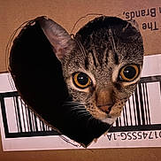 Rigby is registered to the contest to win money with this photo: animal, black, box, brown, cardboard, cat, close_up, curious, cute, eye_contact, face, feline, focus, heart_shaped_hole, indoor, pet, portrait, texture, whiskers, wide_eyes