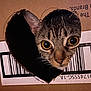 animal, black, box, brown, cardboard, cat, close_up, curious, cute, eye_contact, face, feline, focus, heart_shaped_hole, indoor, pet, portrait, texture, whiskers, wide_eyes
