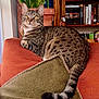 Rigby is registered to the contest to win money with this photo: animal, books, bookshelf, cat, couch, cozy, domestic, feline, fur, green, home, indoor, orange, pet, pillow, plant, relaxed, striped, tabby_cat, tail