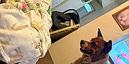 Aiden James is registered to the contest to win money with this photo: baby, pacifier, dog, table, blanket, indoor, furniture, television, plant, door, person, carseat, wood, pet, animal, living_room, curious, home, child