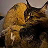 cat, rabbit, animal, pet, fur, cuddle, cozy, sleeping, companion, indoor, closeup, cute, friendship, mammal, resting, soft, furry, domestic, warm, relaxation