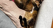 Sylla participe au concours pour gagner de l'argent avec cette photo : cat, cozy, cushion, domestic_animal, feline, fur, furniture, home, indoor, living_room, pet, pillow, relaxed, resting, sleeping, sofa, stuffed_toy, tabby_cat, tassel, wooden_floor