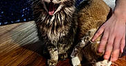 Sylla a rejoint le concours — aidez-le/la à gagner de superbes lots ! cat, cats, yawning, petting, hand, wooden_floor, indoor, furniture, chair, striped_sleeve, brown_cat, fluffy_cat, domestic, animal, fur, relaxed, cute, companion, home, cozy