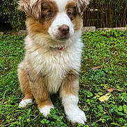 Aiko a rejoint le concours — aidez-le/la à gagner de superbes lots ! puppy, dog, grass, outdoor, nature, greenery, cute, fluffy, pet, animal, young, fur, brown, white, ears, sitting, garden, leaf, ground, adorable