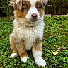 puppy, dog, grass, outdoor, nature, greenery, cute, fluffy, pet, animal, young, fur, brown, white, ears, sitting, garden, leaf, ground, adorable