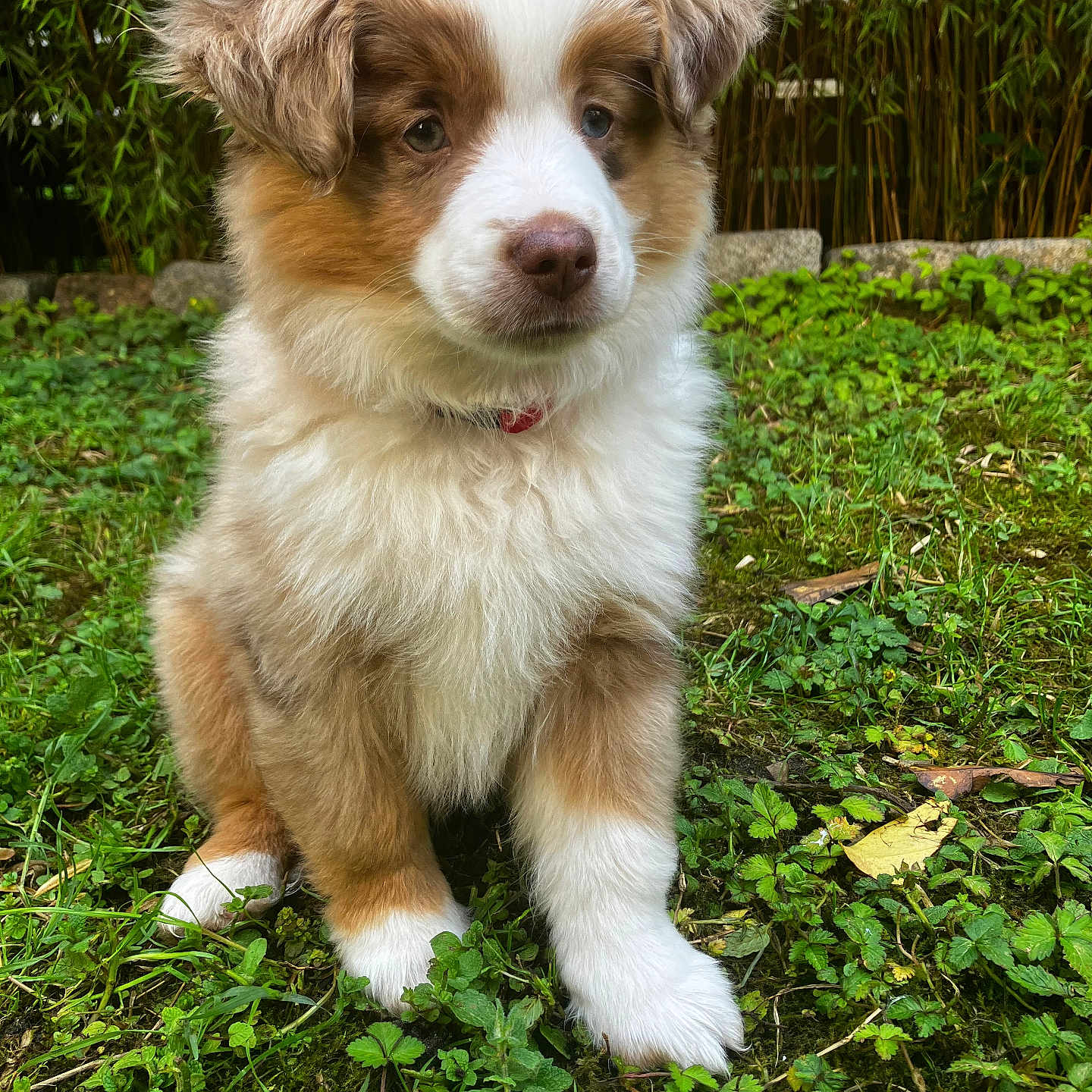 Aiko a rejoint le concours — aidez-le/la à gagner de superbes lots ! puppy, dog, grass, outdoor, nature, greenery, cute, fluffy, pet, animal, young, fur, brown, white, ears, sitting, garden, leaf, ground, adorable