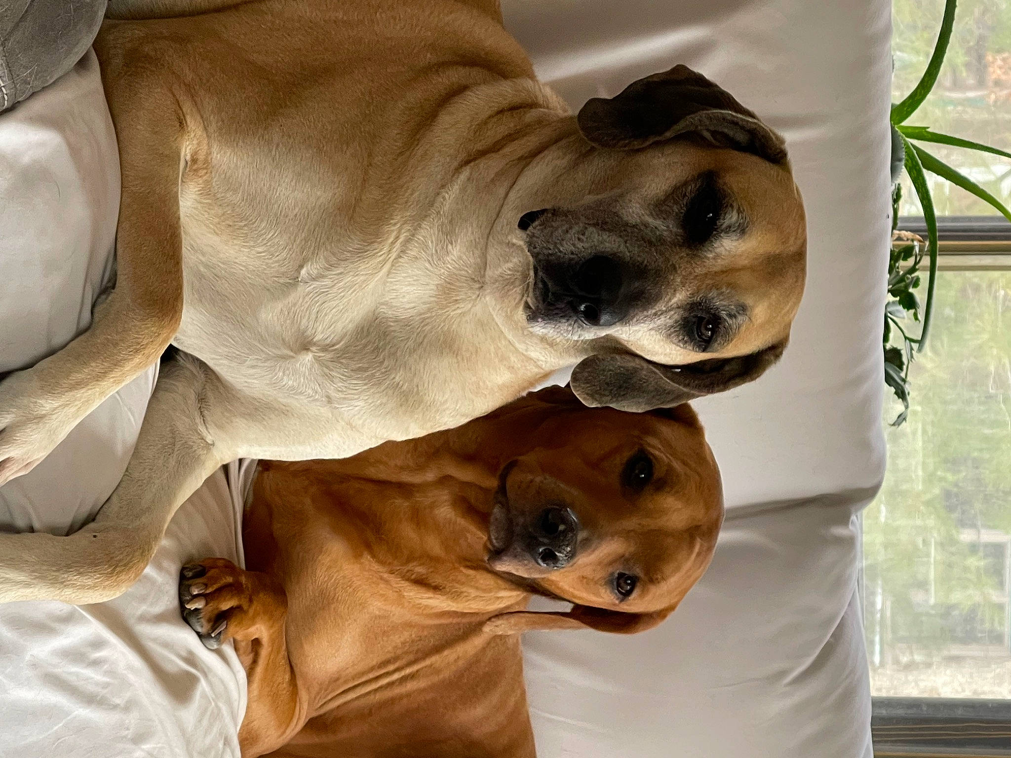 Ally joined the competition — help win amazing prizes! canidae, carnivore, collar, comfort, companion_dog, dog, dog_breed, fawn, fur, non_sporting_group, paw, snout, sporting_group, whiskers, working_animal